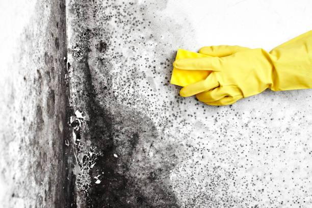 Best Mold Remediation Services  in Macclenny, FL