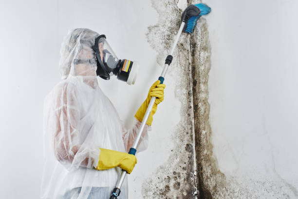 Best Home Mold Removal  in Macclenny, FL