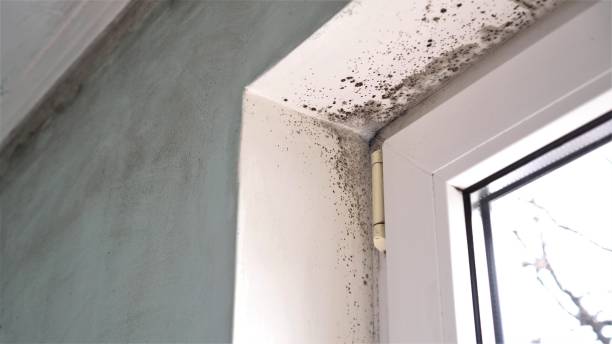 Best Residential Mold Removal  in Macclenny, FL