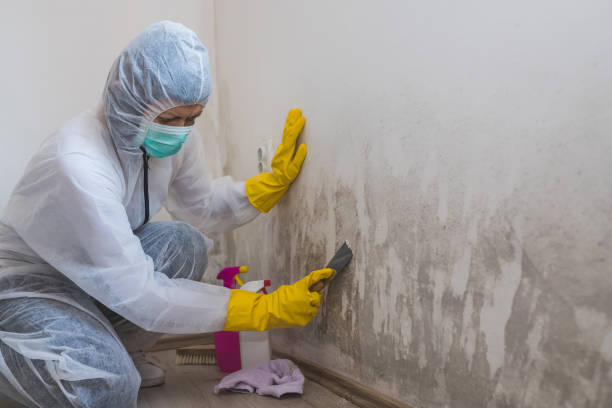 Best Commercial Mold Removal  in Macclenny, FL