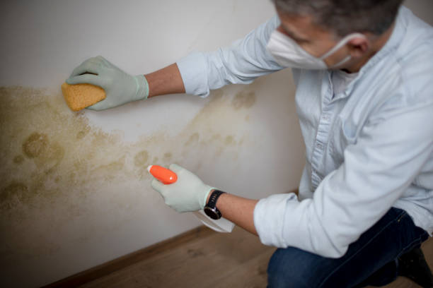 Best Toxic Mold Removal  in Macclenny, FL