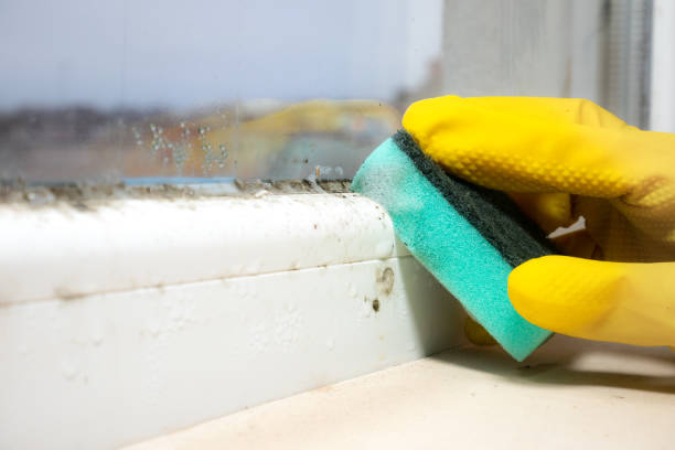 Best Fast Mold Removal  in Macclenny, FL