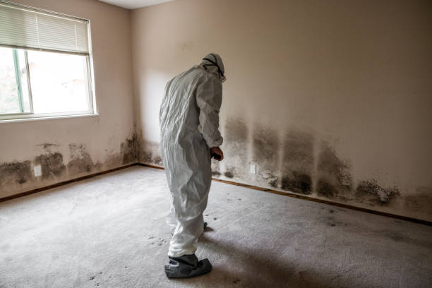 Best Toxic Mold Removal  in Macclenny, FL