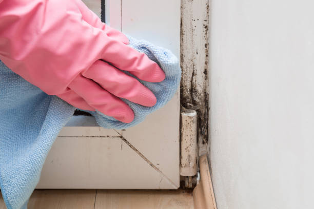 Best Residential Mold Removal  in Macclenny, FL